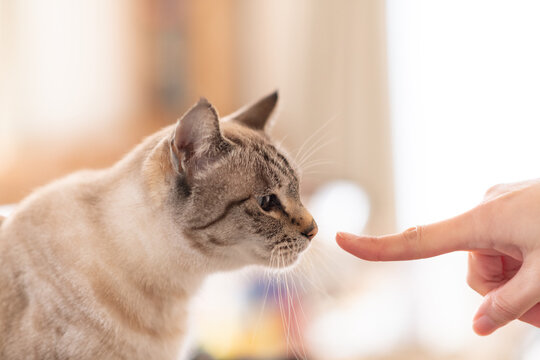 人の指の匂いを嗅ぐ猫　シャムトラ猫