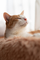 窓辺でくつろぐ可愛い猫　茶トラ白