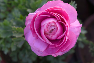Beautiful Pink ranunculus flower growing in an outdoor flower garden. ranunculus flower closeup, Pink blooming flower, Closeup shot of a beautiful blossoming ranunculus in field