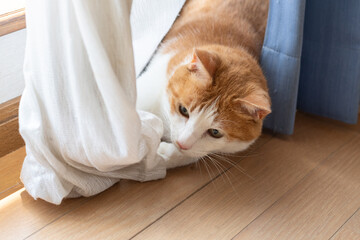 カーテンの隙間から顔を出す可愛い猫　茶トラ白
