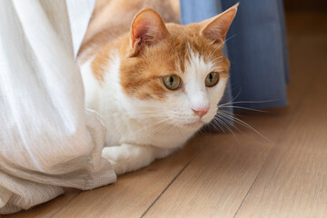 カーテンの隙間から顔を出す可愛い猫　茶トラ白