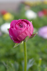 Beautiful Red ranunculus flower growing in an outdoor flower garden. ranunculus flower closeup, Red blooming flower, Closeup shot of a beautiful blossoming ranunculus in field