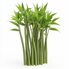 Bamboo grass isolated on white background