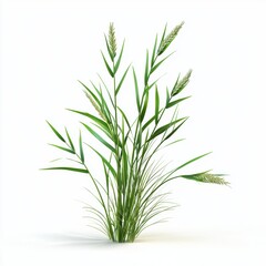 Obraz premium Barley plant isolated on white background