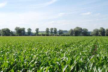 Mais,  Zea mays L., Längenwachstum