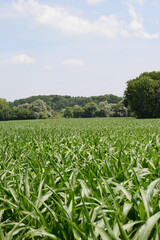 Mais,  Zea mays L., Längenwachstum