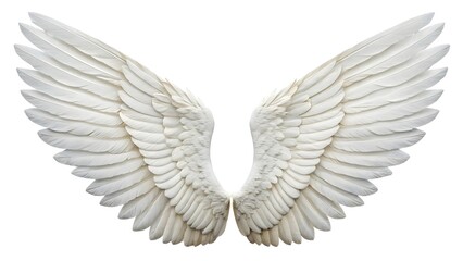 Obraz premium White Feathered Wings Spread Out Against Plain Background