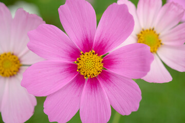 ピンク色のコスモスの花のクローズアップ