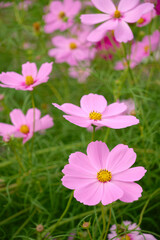 満開のピンク色のコスモスの花