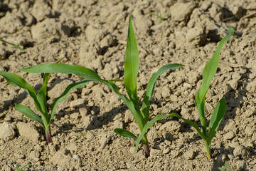 Mais,  Zea mays L. nach Auflauf