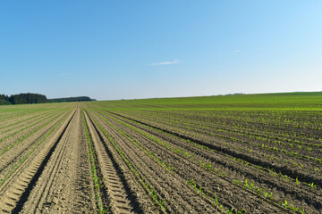 Mais,  Zea mays L. nach Auflauf