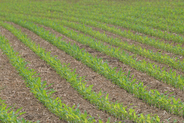 Mais,  Zea mays L. nach Auflauf