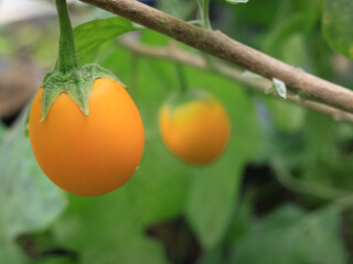 Orange Thai eggplant, also commonly known as Thai aubergine, is a delightful Asian vegetable commonly used in Thai and Vietnamese cuisines.