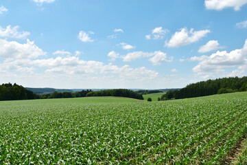 Mais,  Zea mays L., Längenwachstum