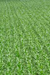 Fototapeta premium Mais, Zea mays L., Längenwachstum