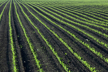 Mais,  Zea mays L. nach Auflauf