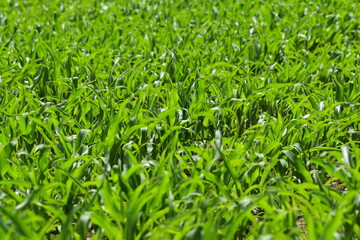 Mais,  Zea mays L., Längenwachstum