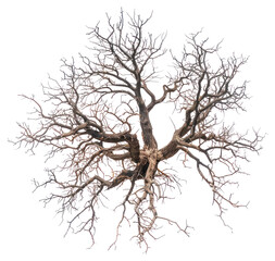 Fototapeta premium PNG Drying tree art illustrated silhouette.