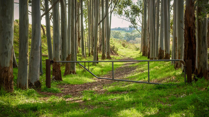 A walking track protected by an anti vehicle gate passes through a cool and lushly grassed eucalypt...
