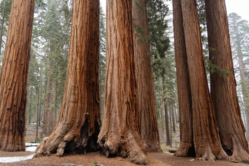Giant Sequioa Trees in Sequioa National Park, California. 