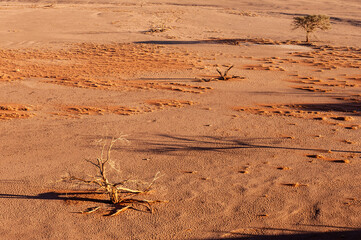 Exterior shot of the Namibian Sossusvlei sanddunes near the famous Dune 45 around sunrise