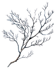 PNG Dry branchs art illustration drawing.