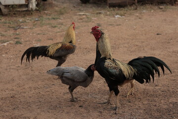 Animal rooster hen chicken live in nature