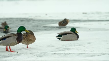 Mallard ducks navigating frozen lake surface, two males approaching stationary female near shoreline during cold winter environment, displaying natural courtship behavior
