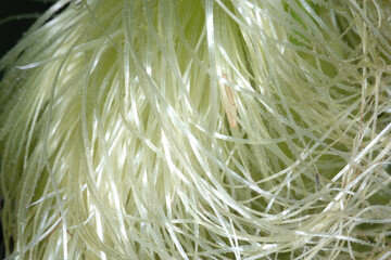 Mais,  Zea mays L. , Narbenfäden, Kolben