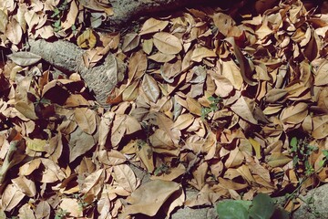 Dried leaves and tree roots texture background