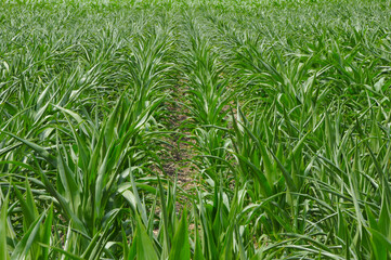 Mais,  Zea mays L., Trockenstress