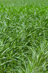 Mais,  Zea mays L., Trockenstress