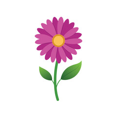 African daisy on white background