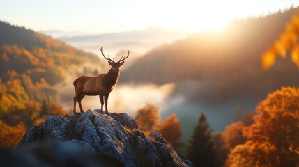 Fototapeta premium Majestic deer atop autumn mountain peak