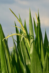 Mais,  Zea mays L. , Fahne, Rispe, Fahnenschieben