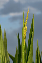 Mais,  Zea mays L. , Fahne, Rispe, Fahnenschieben