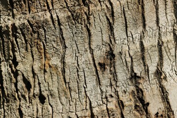 Cracked tree trunk bark texture background