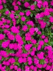 A vibrant carpet of bright pink Impatiens flowers with lush green leaves. The flowers create a dense, colorful pattern, perfect for a cheerful and natural background.