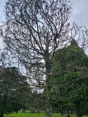 A tall tree with bare, intricate branches reaches towards a cloudy sky. The tree's textured trunk contrasts with the lush green foliage of surrounding trees.