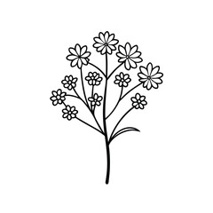 Yarrow line art on white background