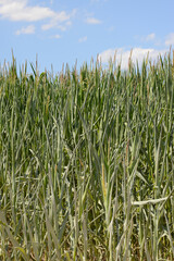 Mais,  Zea mays L., Trockenstress