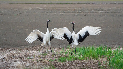 引き潮の砂浜の枯れ草の上で２羽のツルが羽を大きく広げて向かい合って自慢してる様に舞ってる。背景が砂浜で中央で羽を広げて並んでいるパノラマ構図です。