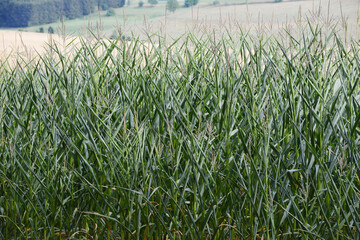 Mais,  Zea mays L., Trockenstress