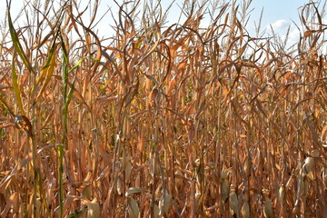 Mais,  Zea mays L., Trockenstress