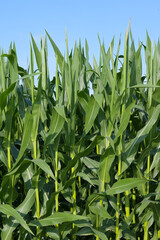 Fototapeta premium Mais, Zea mays L. , Fahne, Rispe, Fahnenschieben