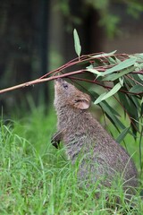 ユーカリの枝の匂いを嗅ぐクオッカ