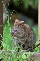 草を食べるクアッカワラビー