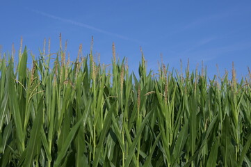 Mais,  Zea mays L. , Fahne, Rispe, Fahnenschieben