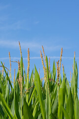 Mais,  Zea mays L. , Fahne, Rispe, Fahnenschieben