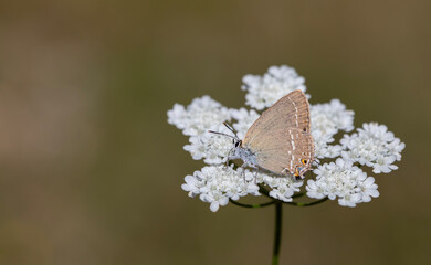 brown butterfly on plant, Riley's Hairstreak, Satyrium marcidum